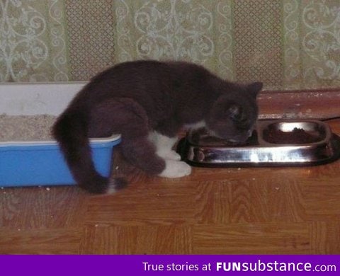 Multitasking cat