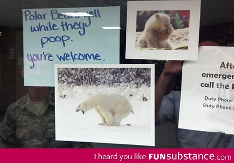 Your daily polar bear fact