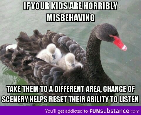 Good advice Mother Swan