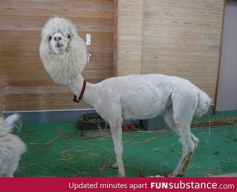 Shaved llama made me lol