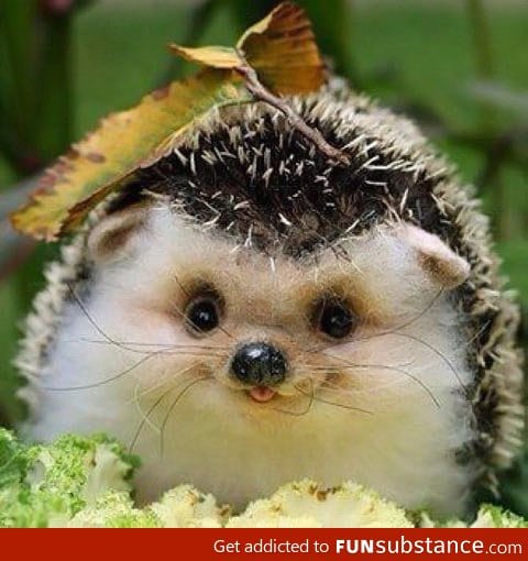 Happy hedgehog is happy