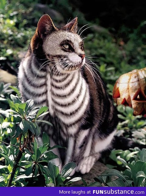 Tim Burton's cat