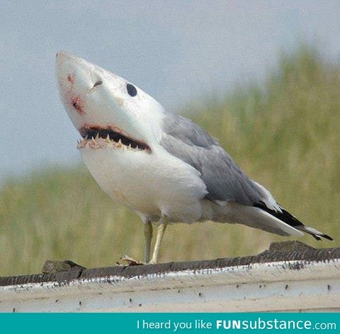 People of the Internet, I give you the Sharkbird