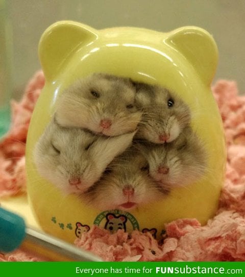 Hamster house over capacity