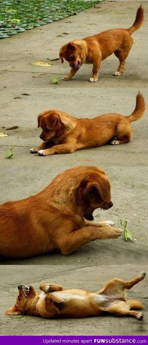 Dog Vs Mantis