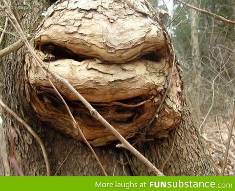 Tree Looks Like A Ninja Turtle