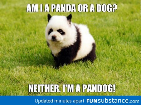 Say hello to pandog