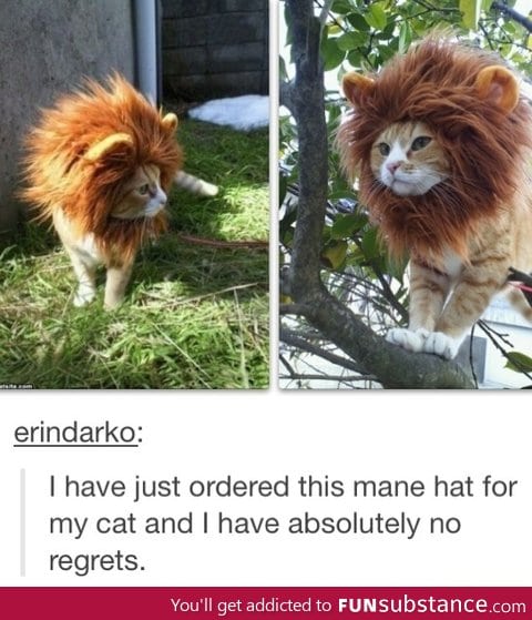 Hat for a cat