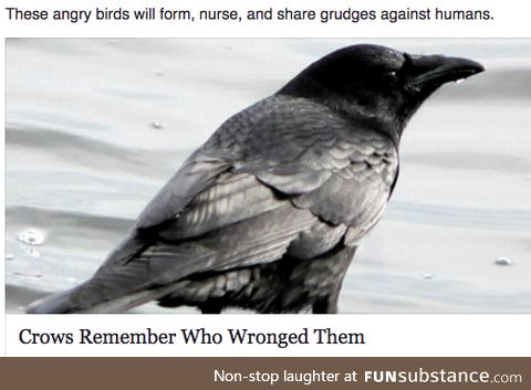 Crows are like one big mafia