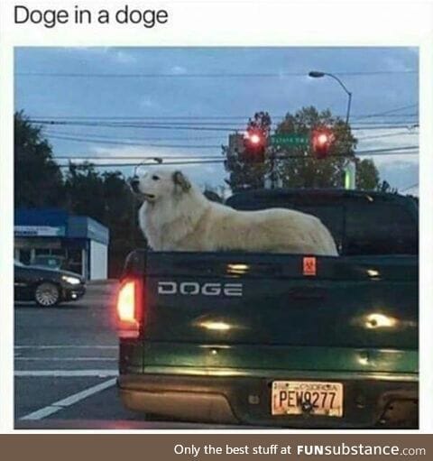 Doge