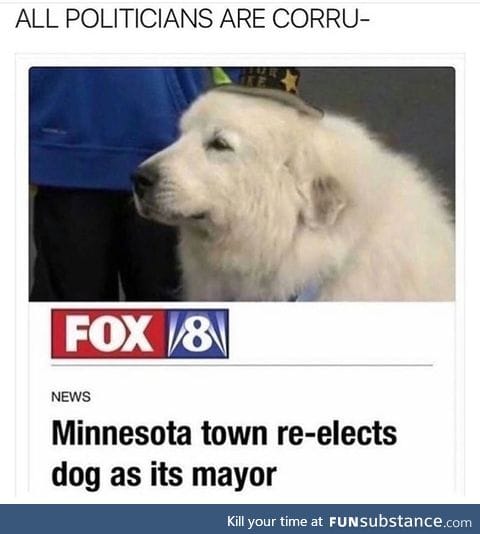 Doggo does a politics