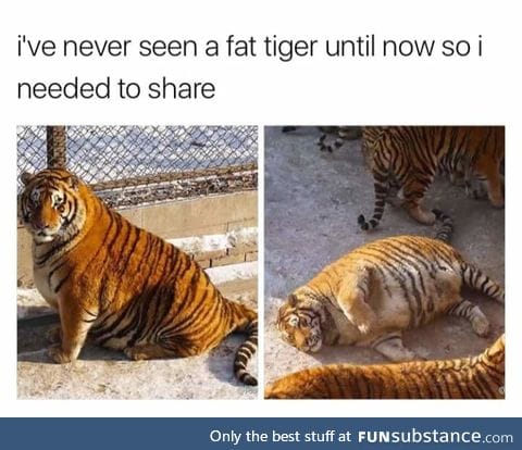 Fat tigers are a thing you should know exist