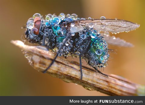 A fly after heavy rainfall