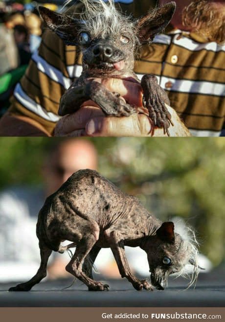 Meet the worlds ugliest dog contest winner Sweepee Rambo