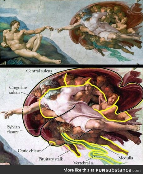 Did you know that Michelangelo's  painting in Sistine Chapel represent a half brain