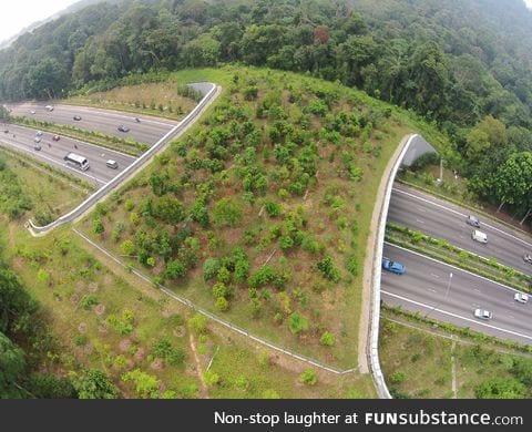 In Singapore we also have animal bridges