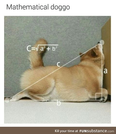Math is dog