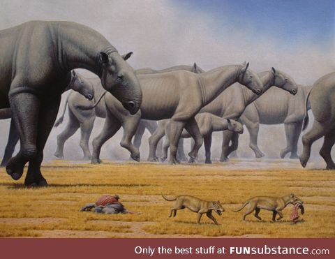 Paraceratherium: The largest land mammal ever