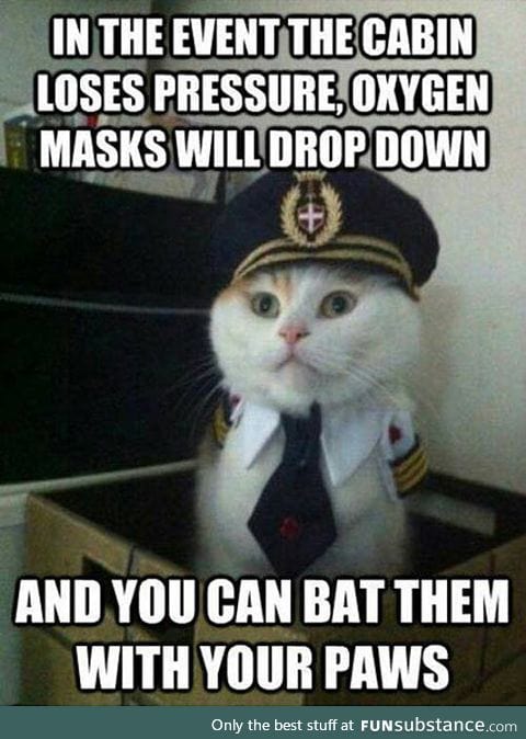 Captain kitty gives the right instructions