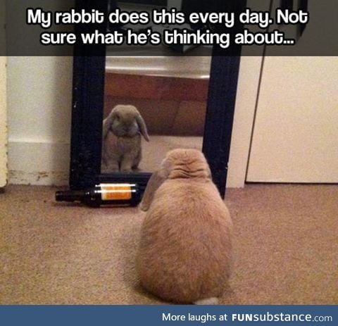 Introspective rabbit