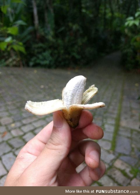 Korean banana for scale (breath heavily)