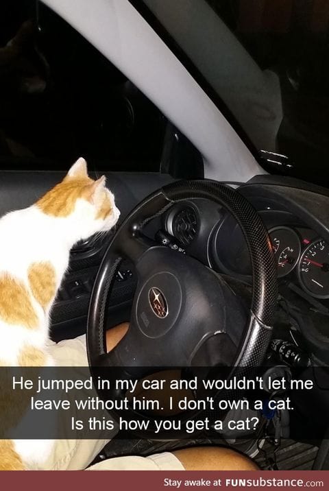 That is the best way to get a cat