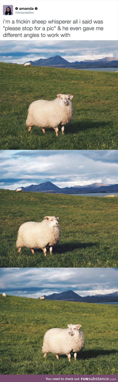 Most photogenic sheep