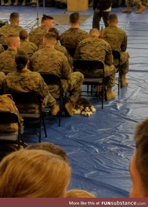 When you can't find a sitter, so your battle buddy joins you for formation