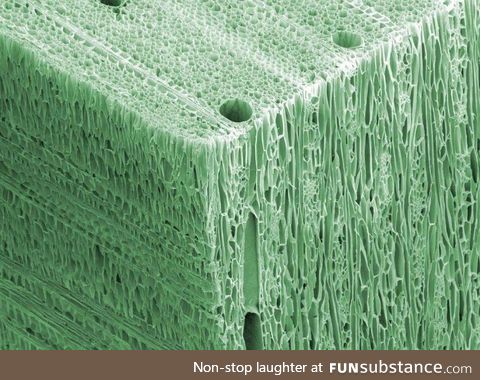 Wood under an electron microscope
