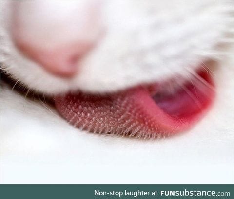 Cat's tongue close up