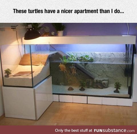 These turtles are living the life