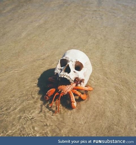 Hermit crab using a skull for a shell