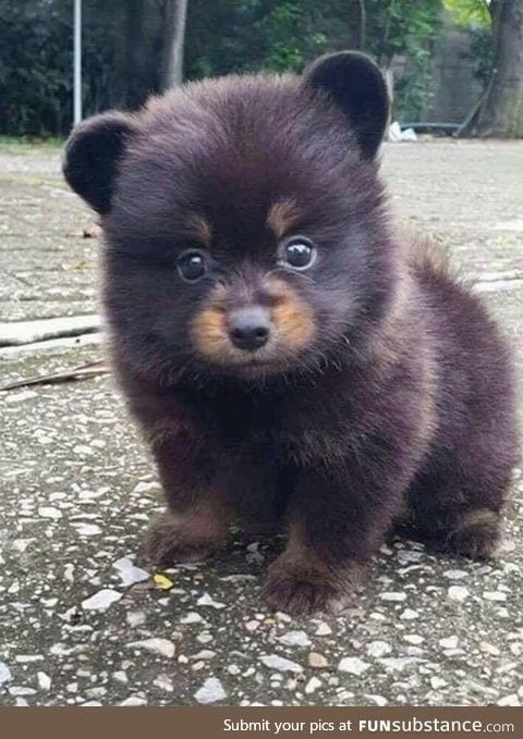 When you can't decide if you wanna be a puppy or a bear