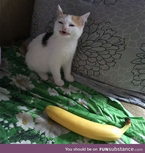I don't think the kitten likes banana very much