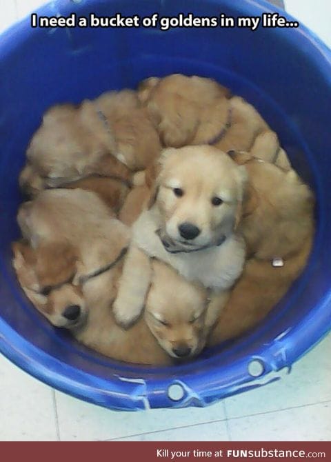 Bucket of cuteness