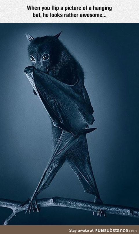 That is one sassy bat
