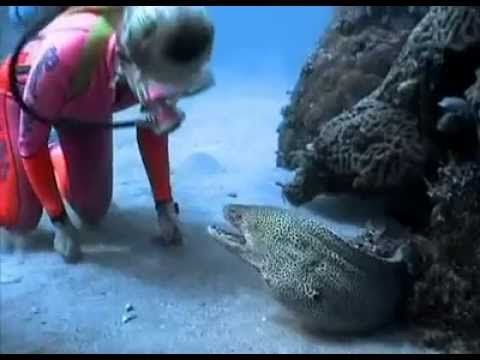 Brave diver manages to befriend a vicious moray eel over years of contact