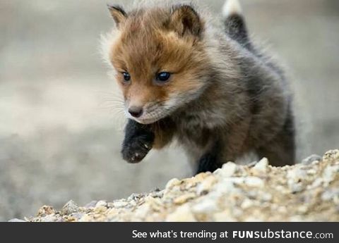 This aggressive fox attacks you!