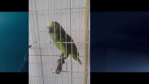 Parrot replaces Rihanna's singing in The Monster
