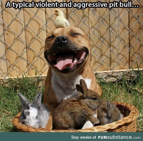 Typical pit bull