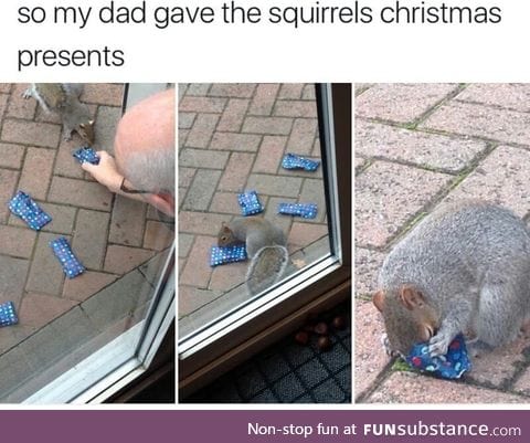 Christmas present for the squirrel