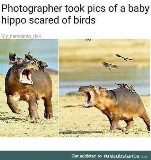 Poor hippo