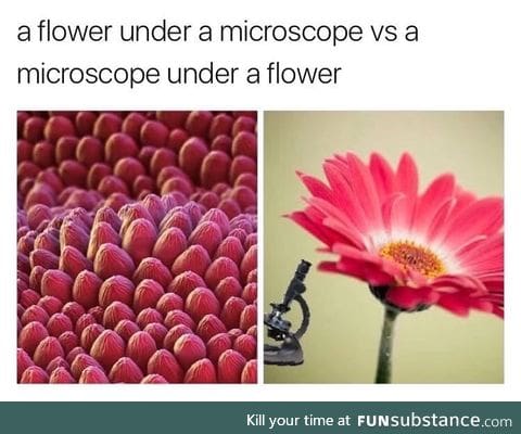 Beautiful Microscope under Flower effect