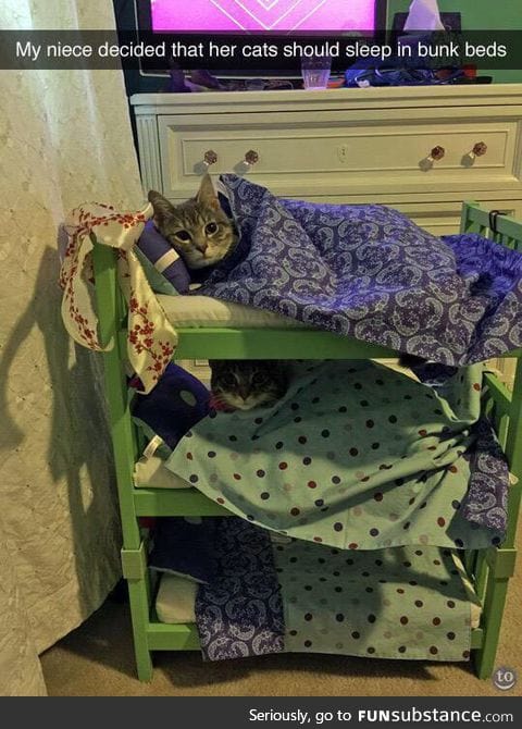 Bunk bed pals