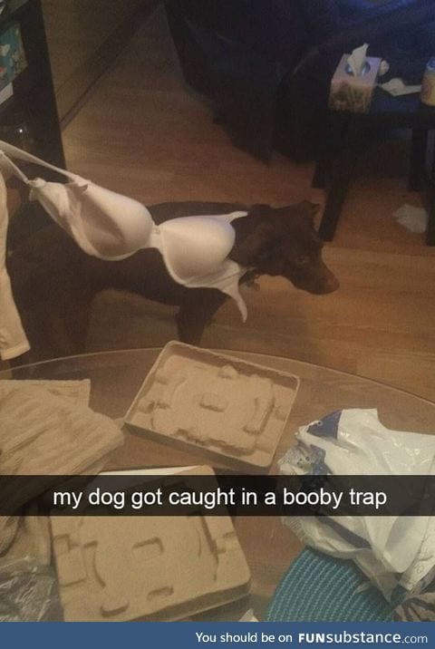 Dog caught in a booby trap