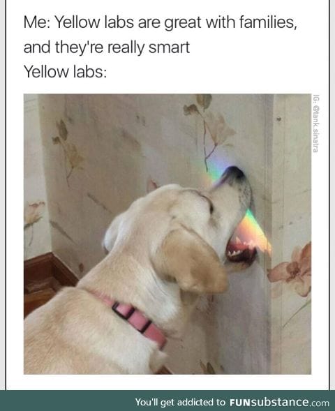 Doggo does a smart