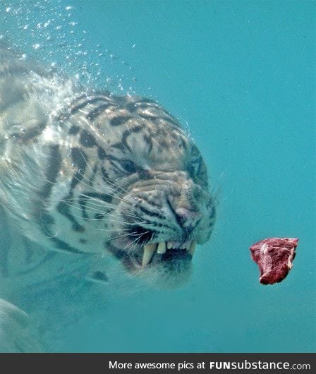 An underwater White Tiger about to eat a piece of meat