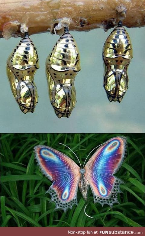 Golden cocoon butterfly