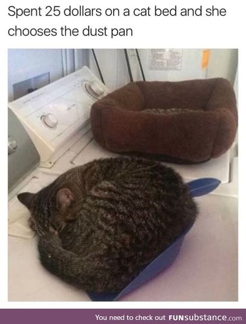 Cats like cheap things