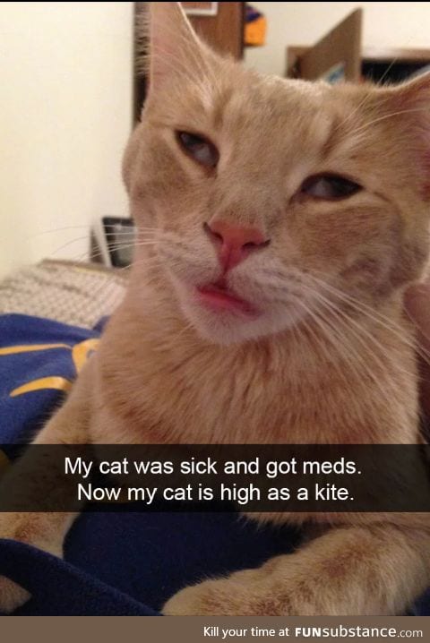 Poor kitty